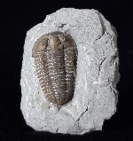 Flexicalymene meeki (FOERSTE 1910) - Bild © FossNet FossilienStore